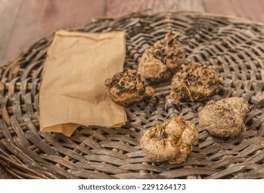 Calla bulbs or Calla tubers or Zantedeschia tubers with sprouting vegetative buds for planting in spring near  paper bag on  garden table. Shallow depth of field, focus on front tuber - Shutterstock ID 2291264173