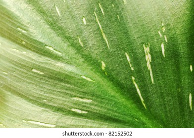 Calla leaf closeup