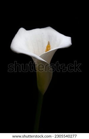 Calla Lilie with yellow spadix