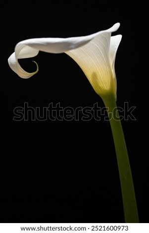 Similar – Image, Stock Photo interior life Nature Plant