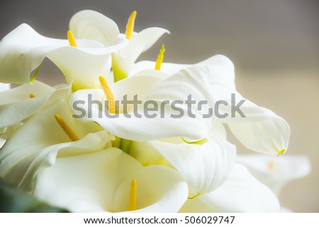 Calla lilies close-up. 