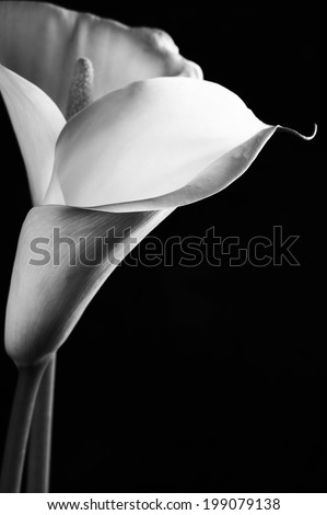 Calla lilies close-up on black background. Monochrome image