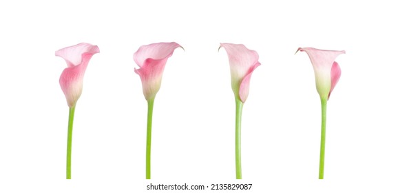 Calla lilies flowers on a white background                                 - Shutterstock ID 2135829087