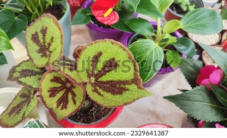 Calla lilies red yellow flower with green leaves, ornamental plant botany. High quality photo