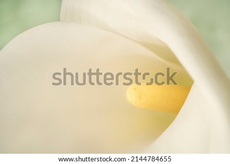 calla Lilly, closeup of beautiful white calla lily flower with selective focus isolated on green background or surface. closeup white and yellow flower background with noise effects