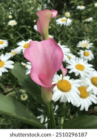 Calla Lilly in the spring