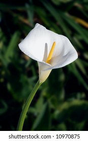 Calla Lily