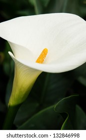 Calla Lily Stock Photo 132846998 | Shutterstock