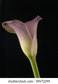 Calla lily