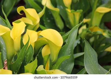 Calla Lily Arum Lily Stock Photo Shutterstock