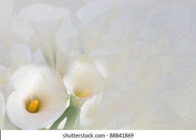 Calla Lily With Black Background
