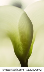 Calla Lily Extreme Close Up Texture Of The Plant Spathe From Outside. Botanical Concepts, Macro Photography Shot In Studio. Texture Of A Beautiful Calla Lily - Fragility Concept.