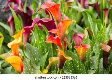 Calla Lily Field