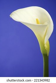  Calla Lily Flower Shot In The Studio On A Blue Background