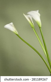 Calla Lily Flowers On A Light Green Background