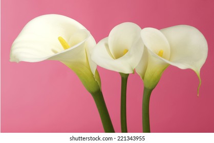  Calla Lily Flowers Shot In The Studio On A Solid  Pink Background