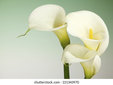  Calla Lily Flowers Shot In The Studio On A Green Background 