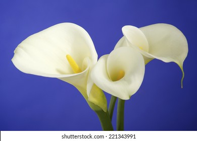  Calla Lily Flowers Shot In The Studio On A Blue Background