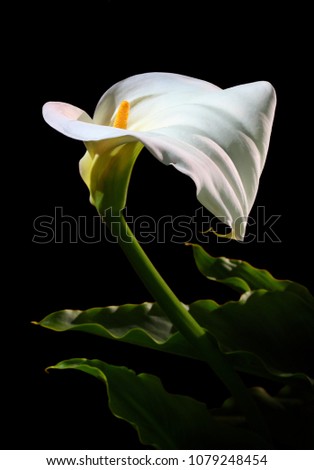 Similar – Image, Stock Photo interior life Nature Plant