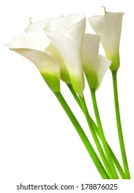 Calla Lily Isolated On White Background