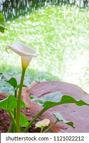 the Calla Lily on the background of a waterfall