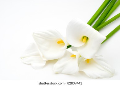 Calla lily on a white background - Shutterstock ID 82837441