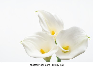 Calla Lily On A White Background