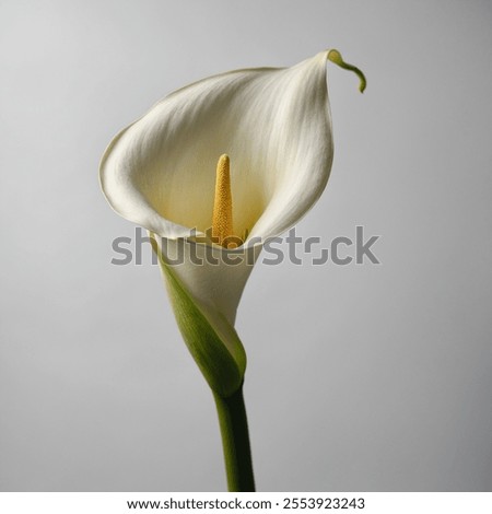 A Calla Lily outline showcases the elegant, curved silhouette of this iconic flower, emphasizing its smooth, flowing lines and graceful trumpet-shaped bloom.