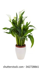 Calla Lily In A Pot, Isolated On White