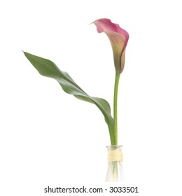 Calla Lily In Vase.