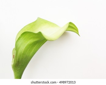 Calla Lily White Flower On White Background