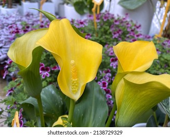 38,356 Lírio De Calla Images, Stock Photos & Vectors | Shutterstock