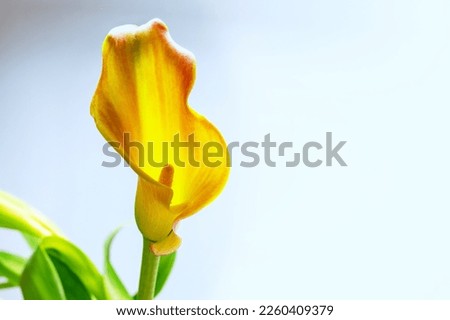Calla lily (Zantedeschia) flower head in yellow and orange, the petal is a bract and shaped like a funnel around the spadix which carries the true flowers and pollen, light background, copy space