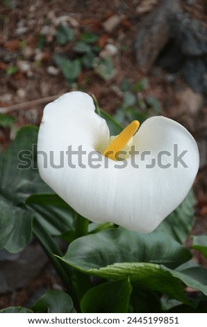 Calla lily,Arum lily, Zantedeschia is a genus of herbaceous, perennial, flowering plant in the Aroid family, Araceae. Inflorescence showing the white spathe surrounding the central yellow spadix.