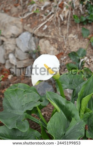 Calla lily,Arum lily, Zantedeschia is a genus of herbaceous, perennial, flowering plant in the Aroid family, Araceae. Inflorescence showing the white spathe surrounding the central yellow spadix.