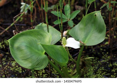 Calla Palustris. Water Arum In Summer In Siberia