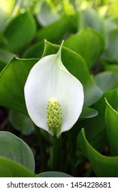 Calla Palustris. Water Arum In Summer In Siberia