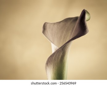 Calla (Zantedeschia), Soft Image, Short Depth Of Field