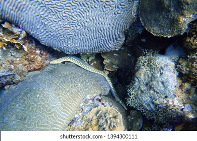 Callechelys lutea or Yellow-spotted snake eel is an eel in the family Ophichthidae, found in the Hawaii islands, Florida and the Caribbean sea.