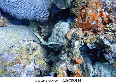 Callechelys lutea or Yellow-spotted snake eel is an eel in the family Ophichthidae, found in the Hawaii islands, Florida and the Caribbean sea.