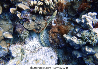 Callechelys lutea or Yellow-spotted snake eel is an eel in the family Ophichthidae, found in the Hawaii islands, Florida, and the Caribbean Sea.