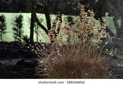 Called Bluebeard, Blue Spirea Or Blue Mist, Is A Low-mounded, Deciduous Shrub That Is Valued For Its Aromatic Foliage And Late Summer Flowers Which Are Said To Resemble Clouds Of Blue Smoke Or Mist.