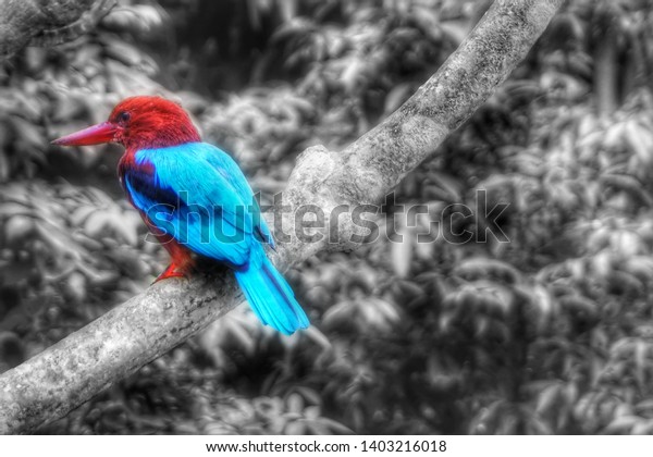 Called Burung Raja Udang King Prawn Stock Photo Edit Now 1403216018