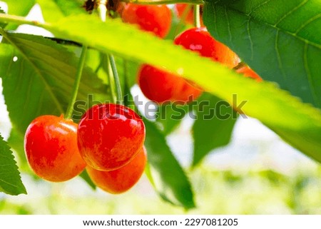 'さくらんぼ' is called 'cherry' in English and is a small, sweet fruit that comes in various colors such as red, black, and white. Cherries are cultivated and harvested in orchards in Japan and other count ストックフォト © 