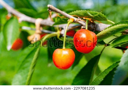 'さくらんぼ' is called 'cherry' in English and is a small, sweet fruit that comes in various colors such as red, black, and white. Cherries are cultivated and harvested in orchards in Japan and other count ストックフォト © 