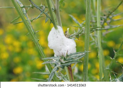 The So Called Cuckoo Spit On The Wild Plant Galactites Tomentosa, The Purple Milk Thistle, Family Asteraceae