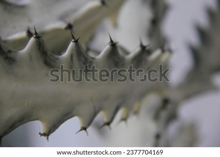 it's called dragon bones cactus