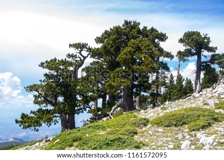 So called Garden of Gods in Pollino National park, where  the Bosnian pine, or Pinus Leucodermis lives, Basilicata , Italy