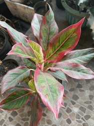It Is Called Lipstick Aglonema, Because This Ornamental Plant Has Green Leaves In The Middle, And Along The Edges Of The Leaves There Are Bright Red Lines Similar To Lips Covered In Lipstick.