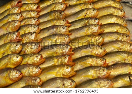 called the redlip croaker, small yellow croaker, little yellow croaker or yellow corvina, is a species of croaker native to the western Pacific